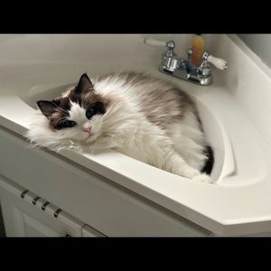 Meet your Posher, Katena